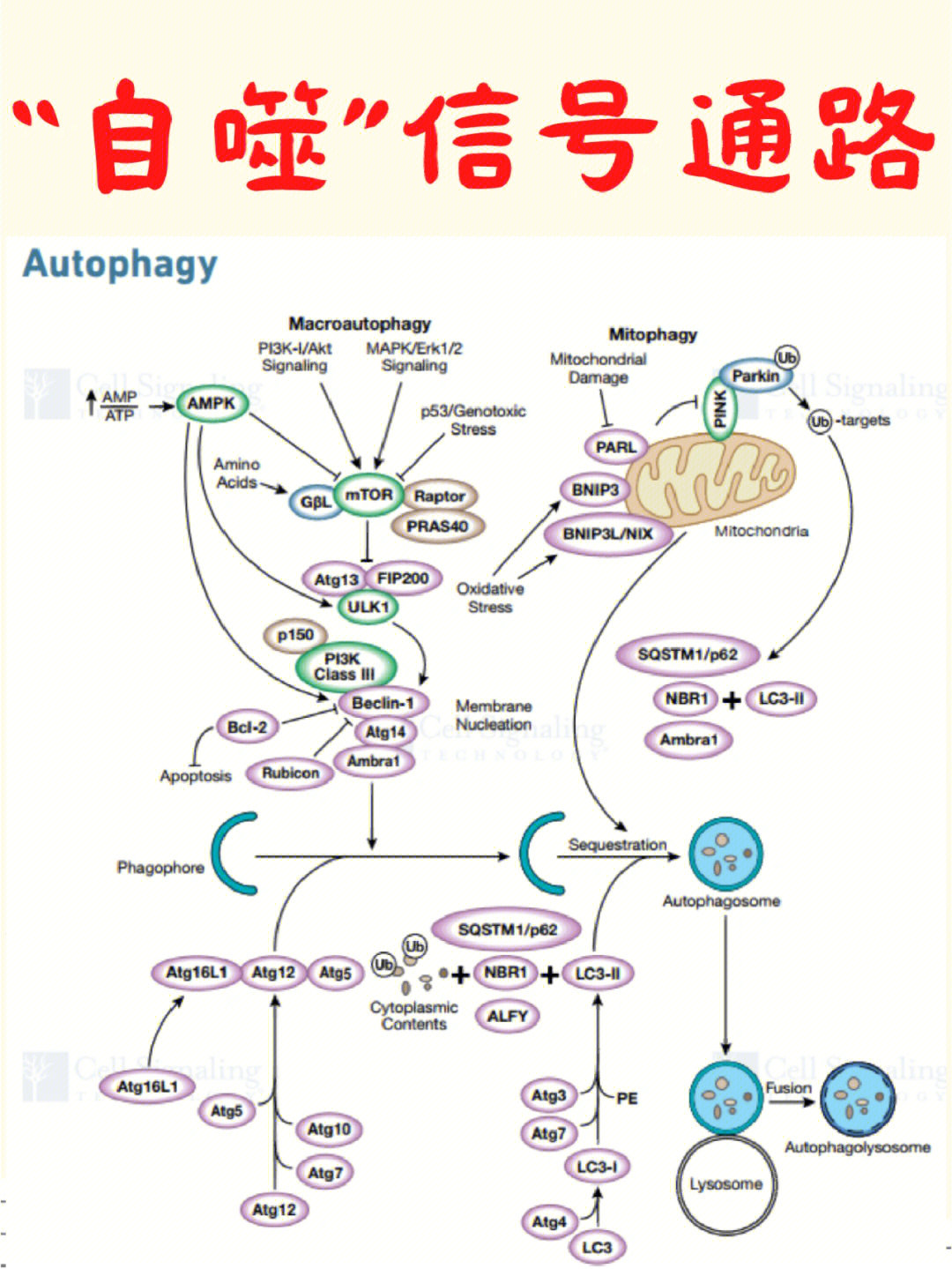 诺贝尔奖热点自噬信号通路一次搞定