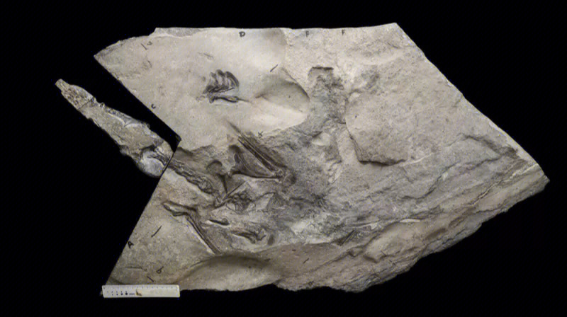 古魔翼龙化石图片