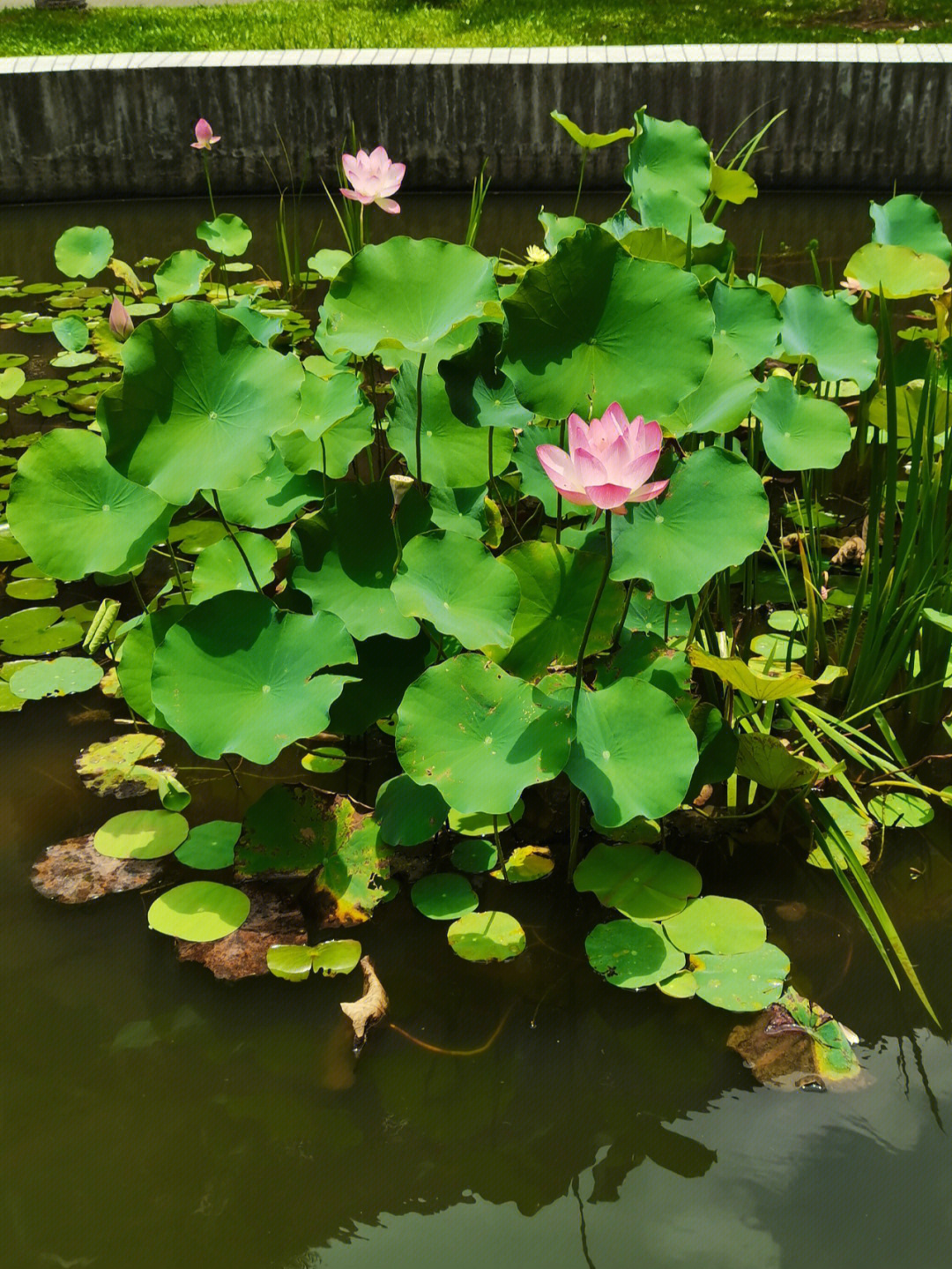 小池塘里的荷花