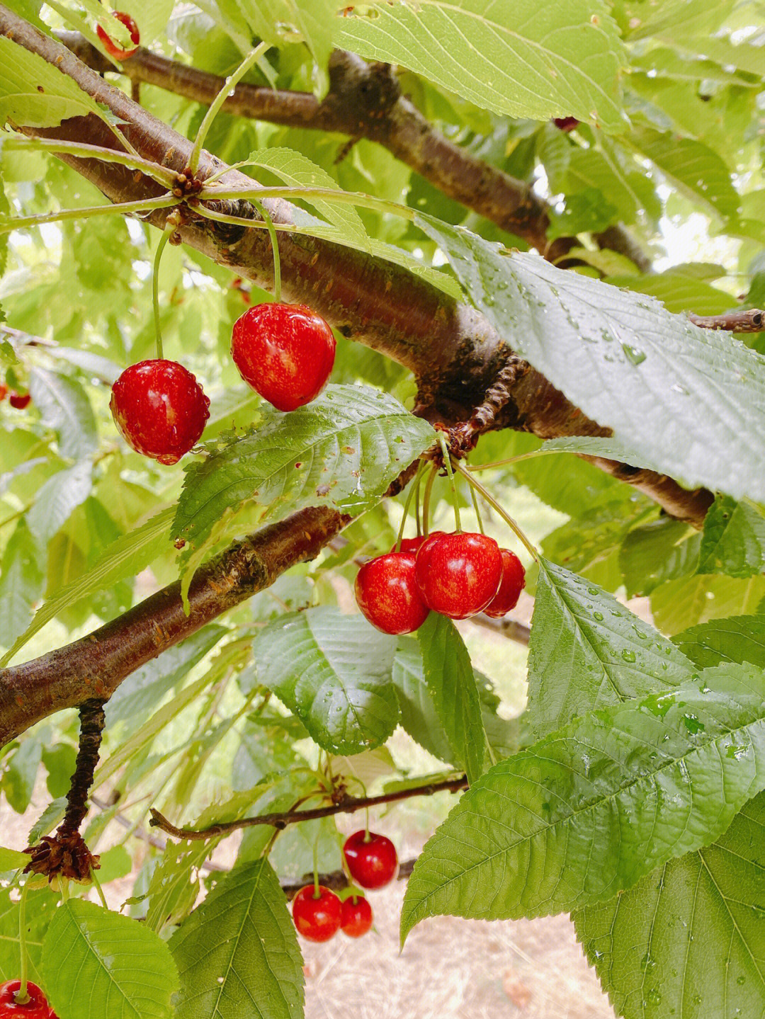 orange cherry picking 90今年的雨水多,好多樱桃挂在树上时都