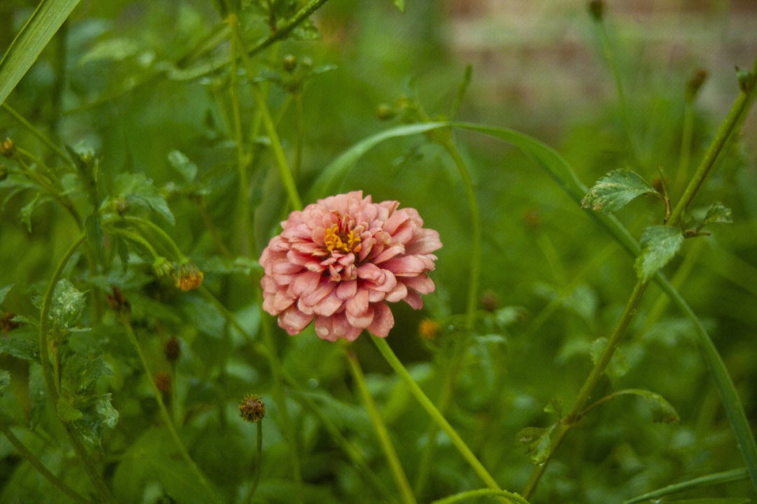 小花拍摄