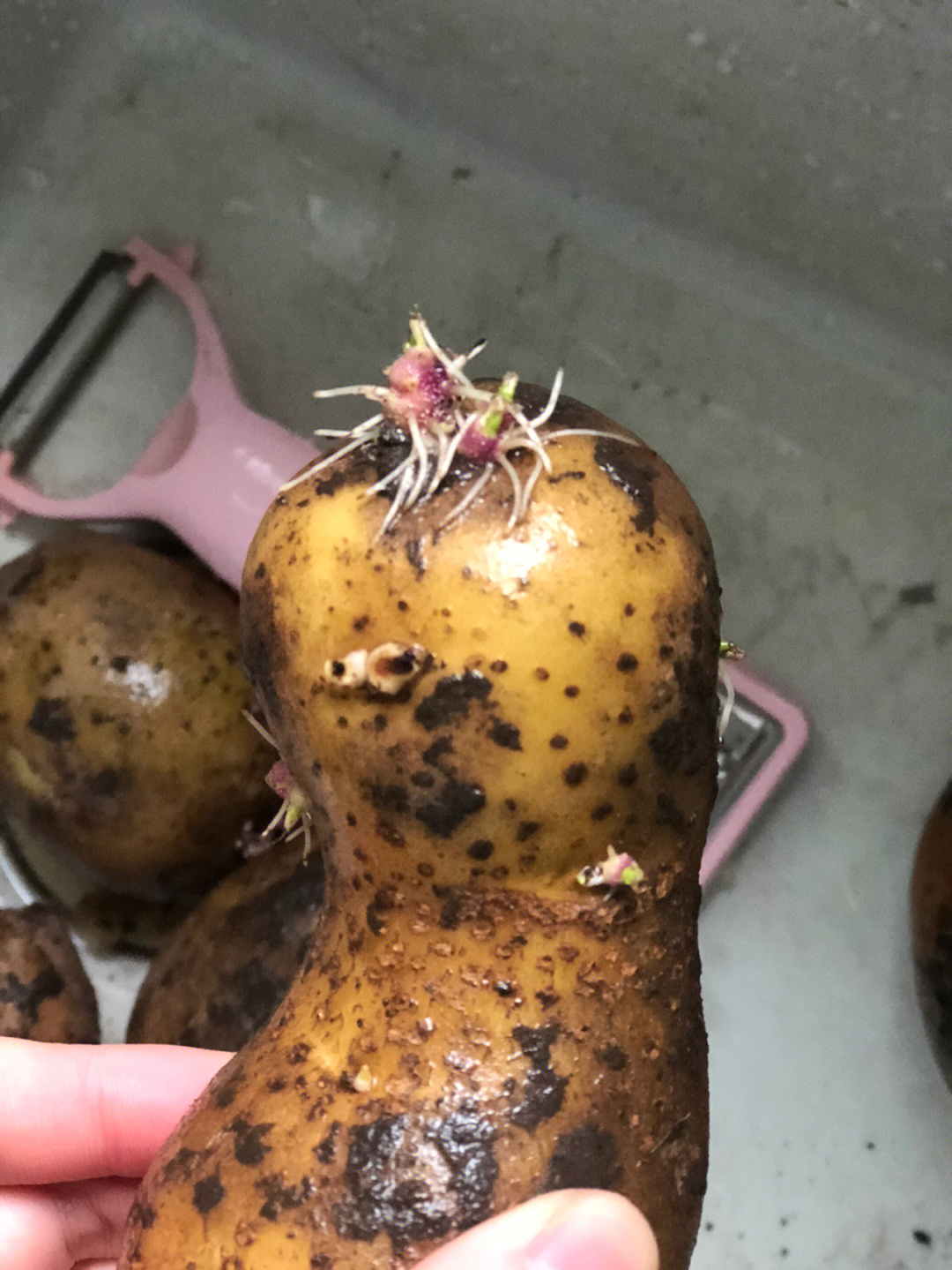 土豆长芽成这样还能吃吗