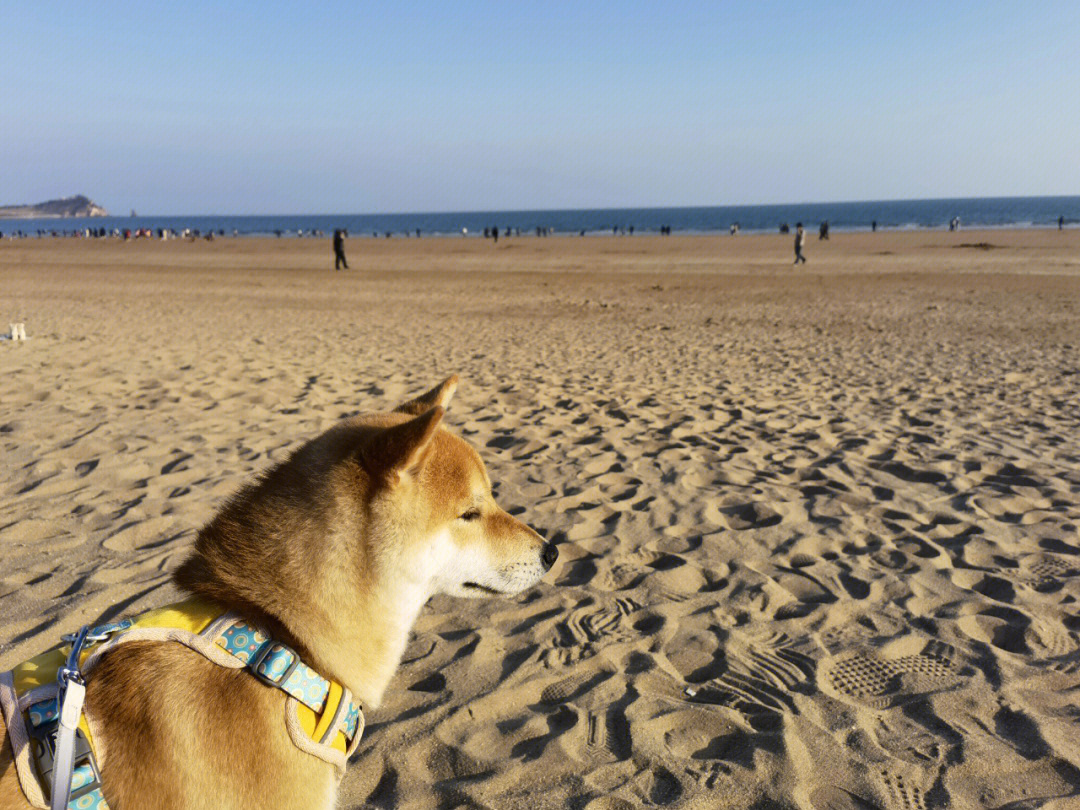 好久没有出去玩狗生第一次去海边沙滩