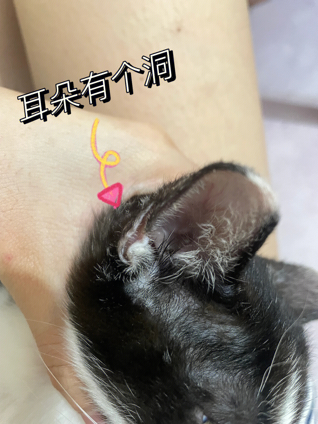 小猫咪耳朵有个洞是什么