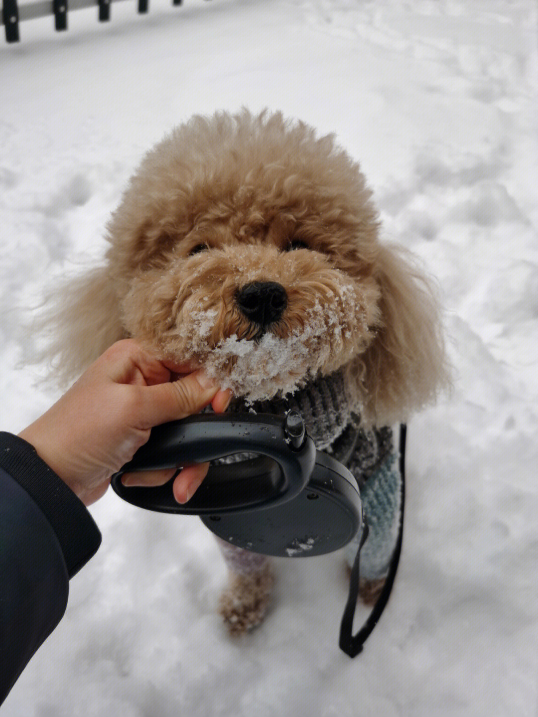 鹅毛大雪表情包图片