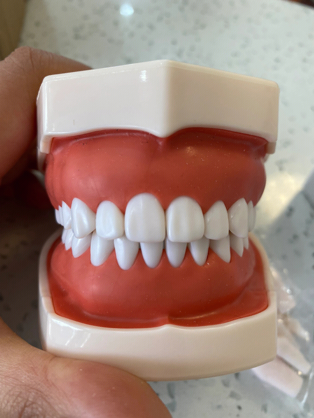 备牙模型#口腔技能考试 感觉质量还行