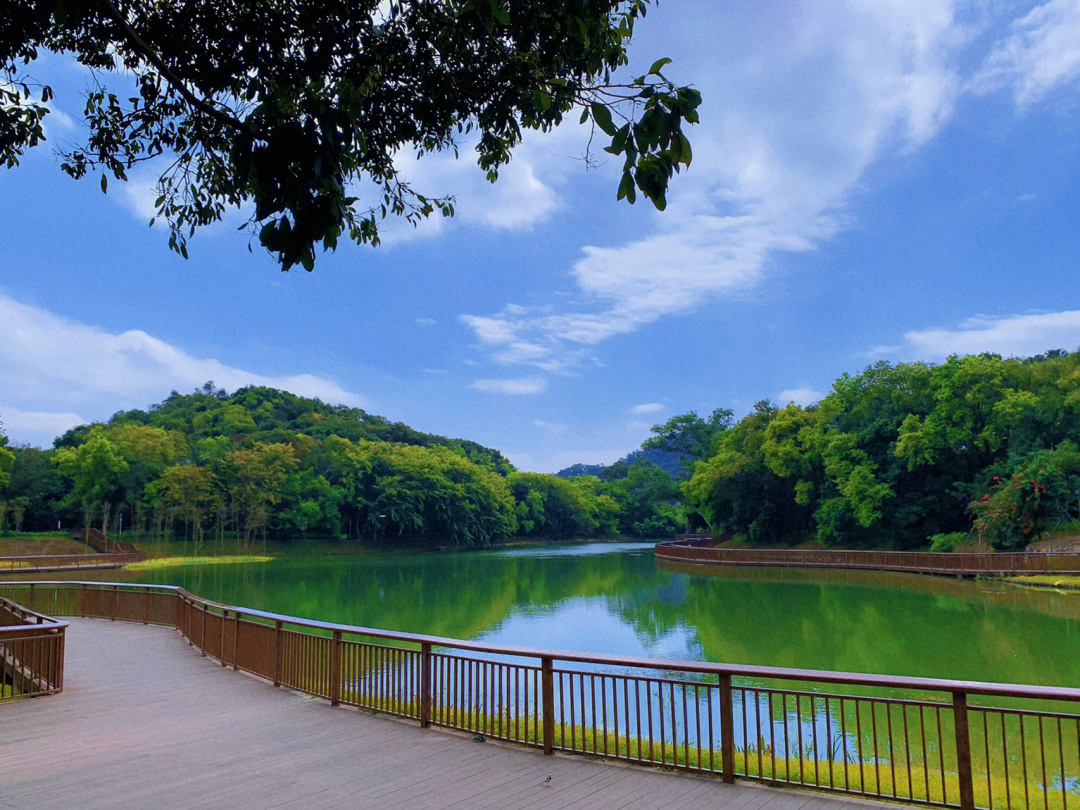 深圳平湖生态园图片