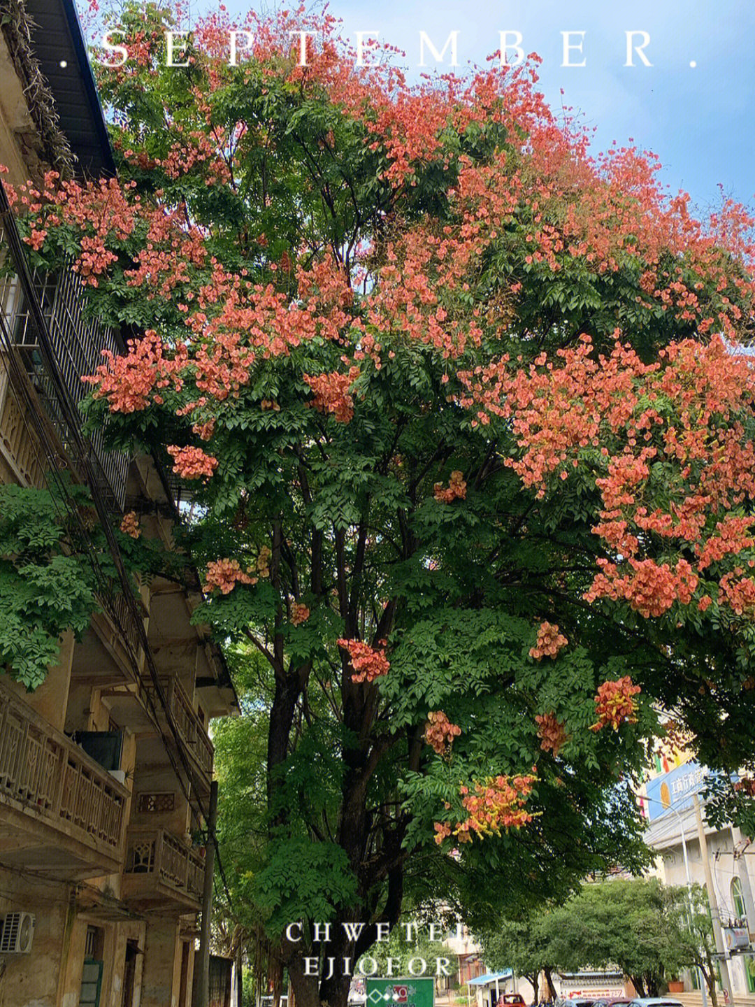 复羽叶栾树手绘线稿图片