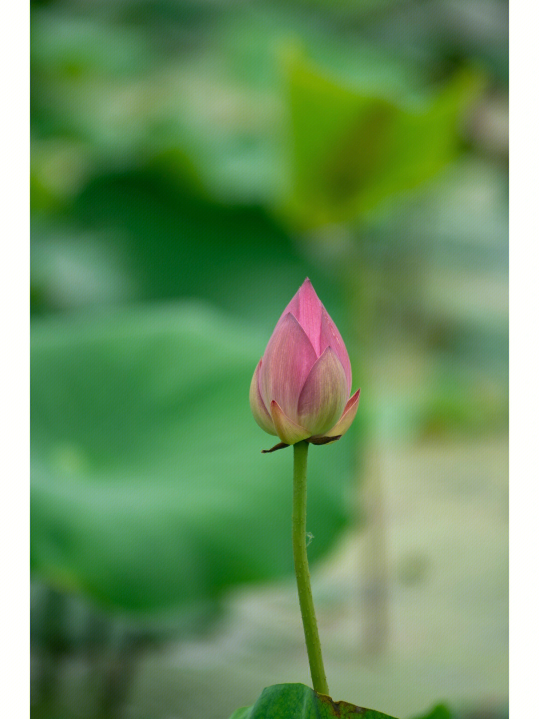 云龙湖荷花图片