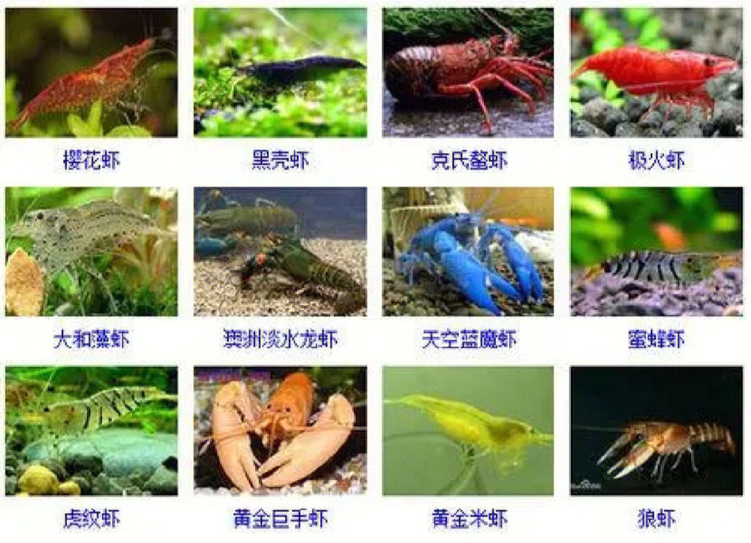 观赏虾的种类图片