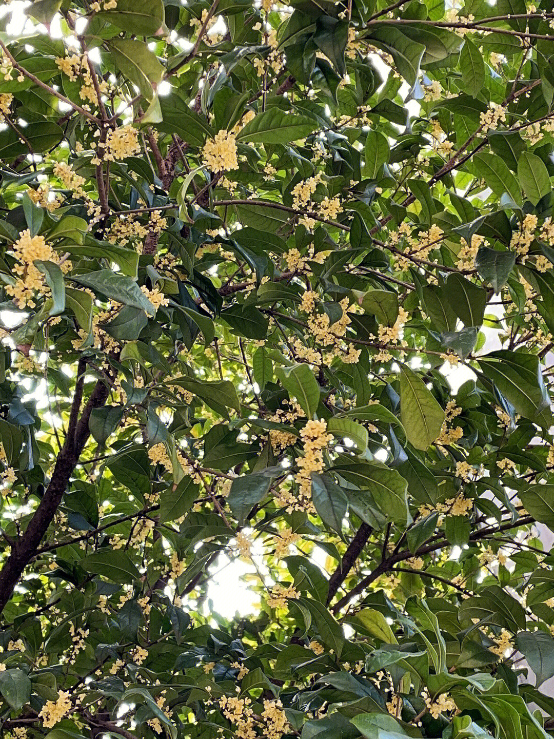 上海的桂花都开了