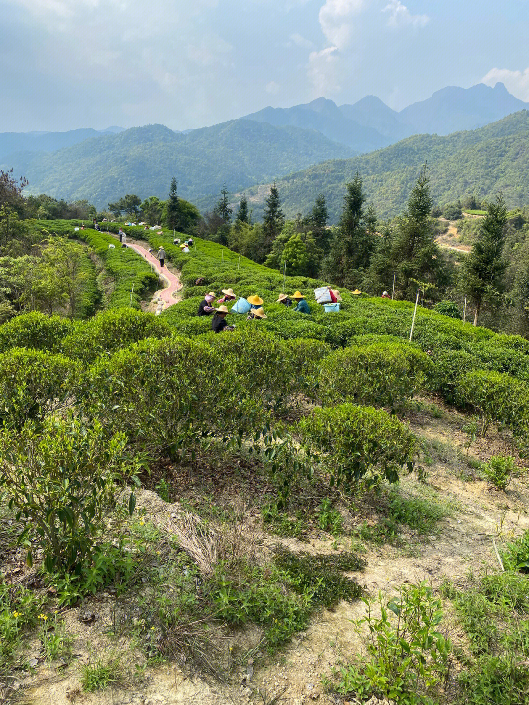 潮州凤凰山采茶季