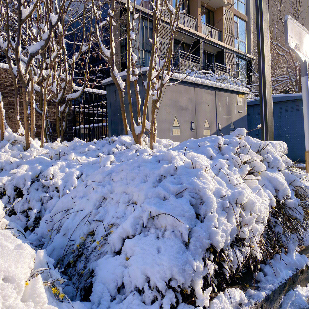 春天里的大雪纷飞