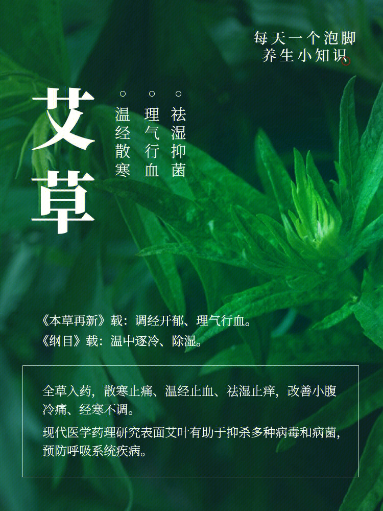 田艾草的功效和图片图片