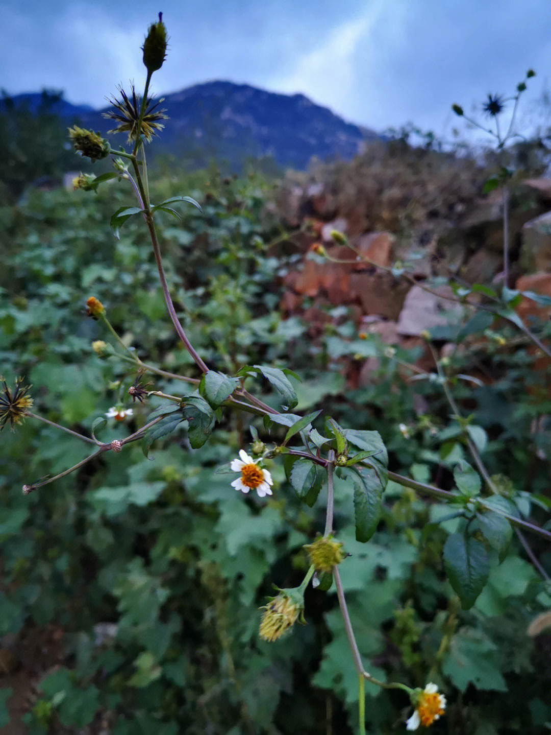 豨莶草与鬼针草图片