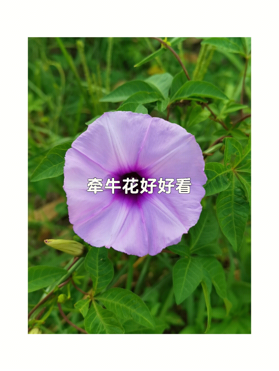 喇叭花的气味图片