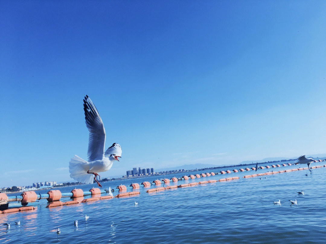 昆明滇池一日游海埂公园喂海鸥