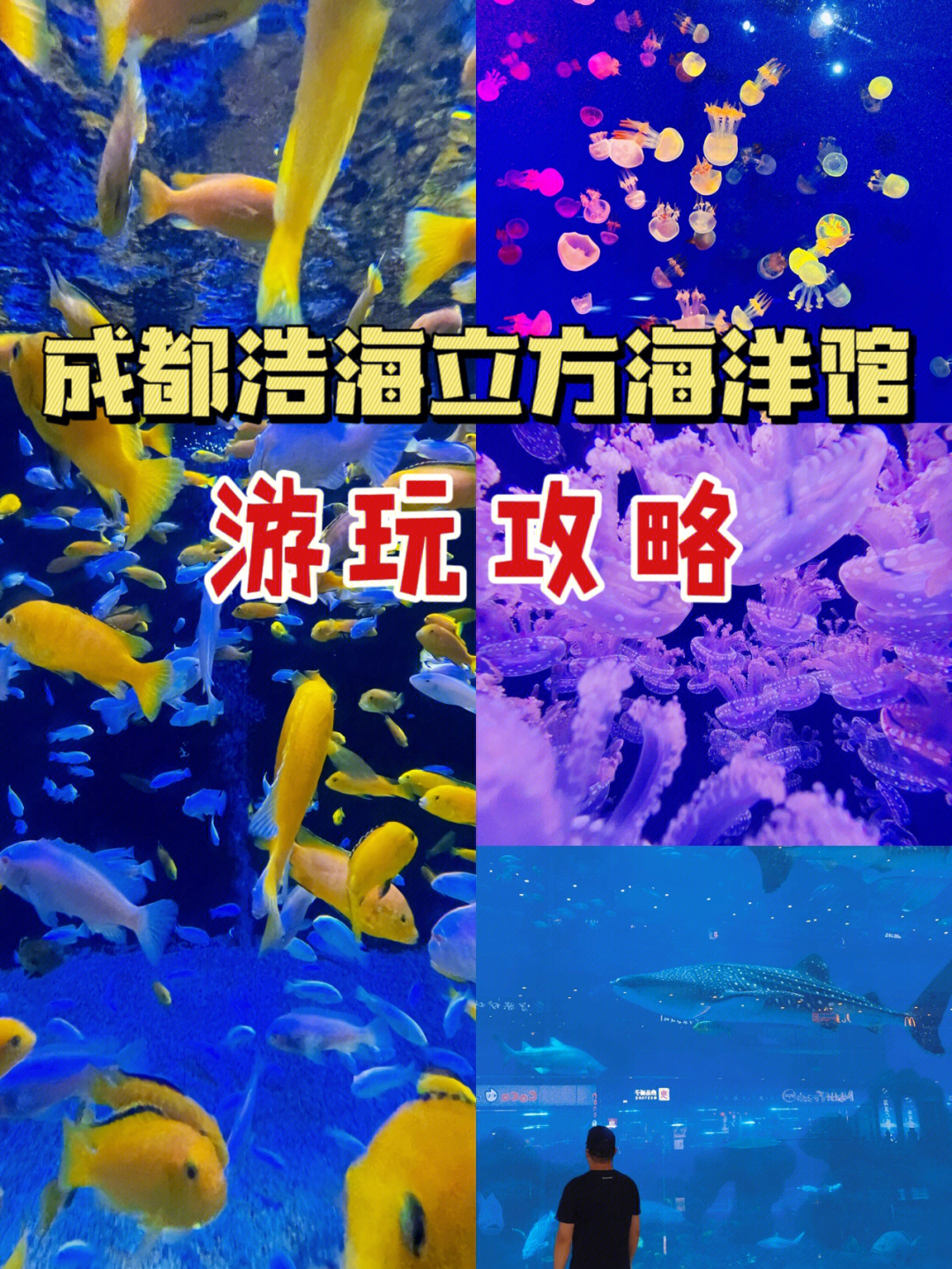 成都海滨城海洋馆门票图片