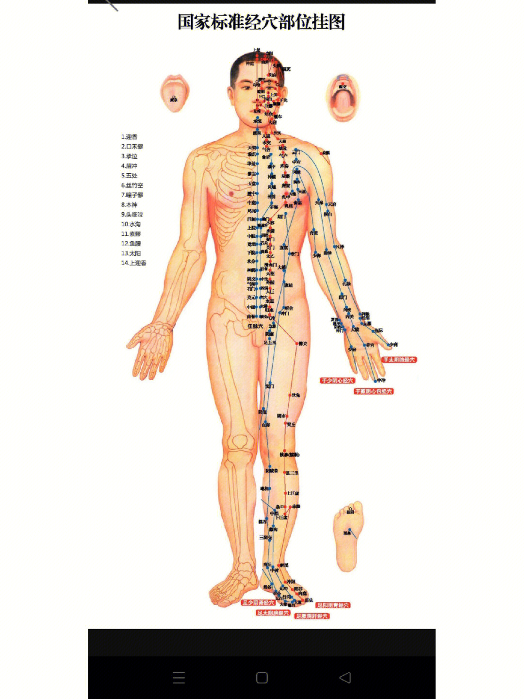 人体有哪些经络图片