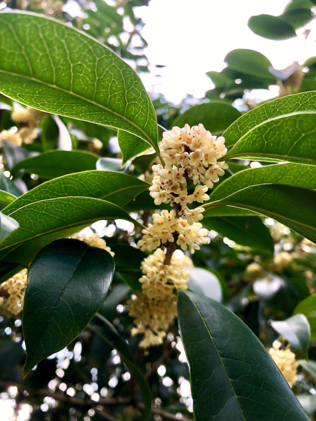 又是一年赏桂时桂花香沁人心脾