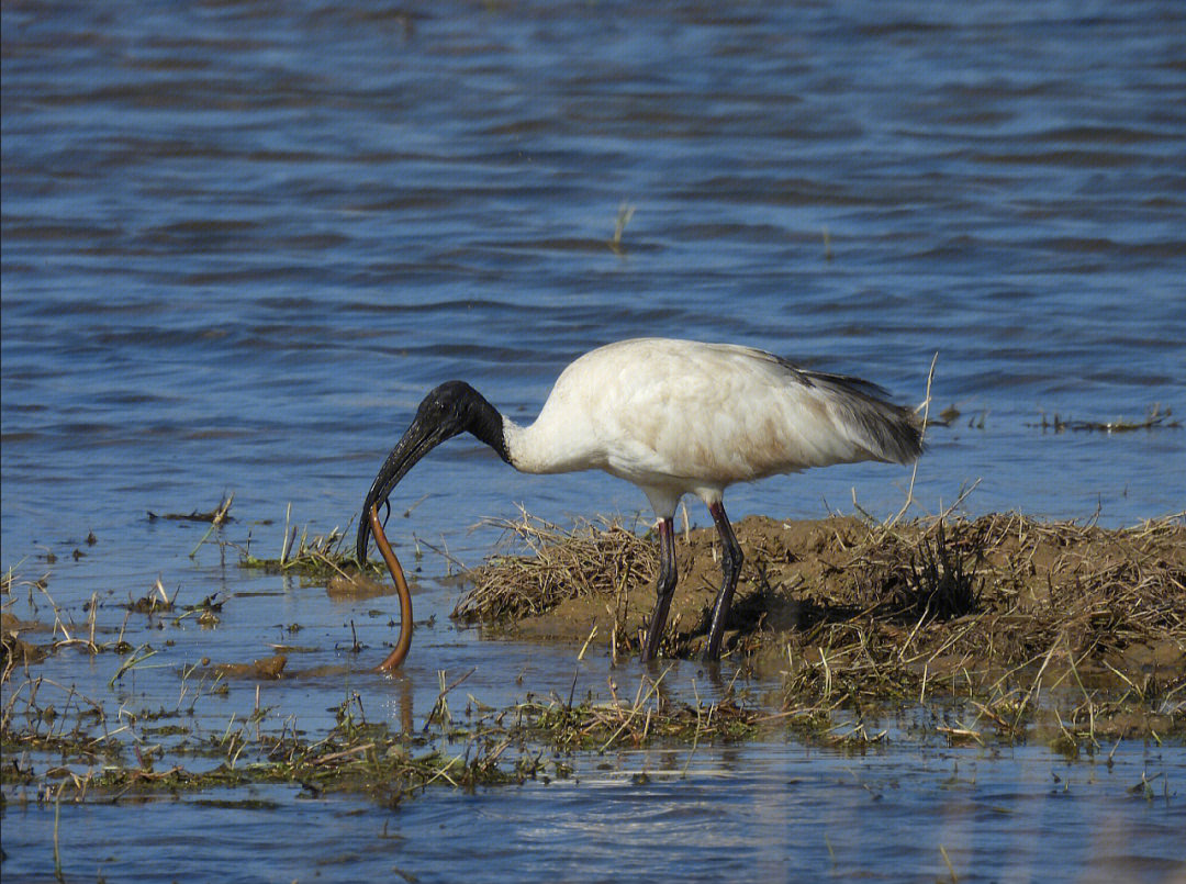 湿地常见鸟类的照片图片