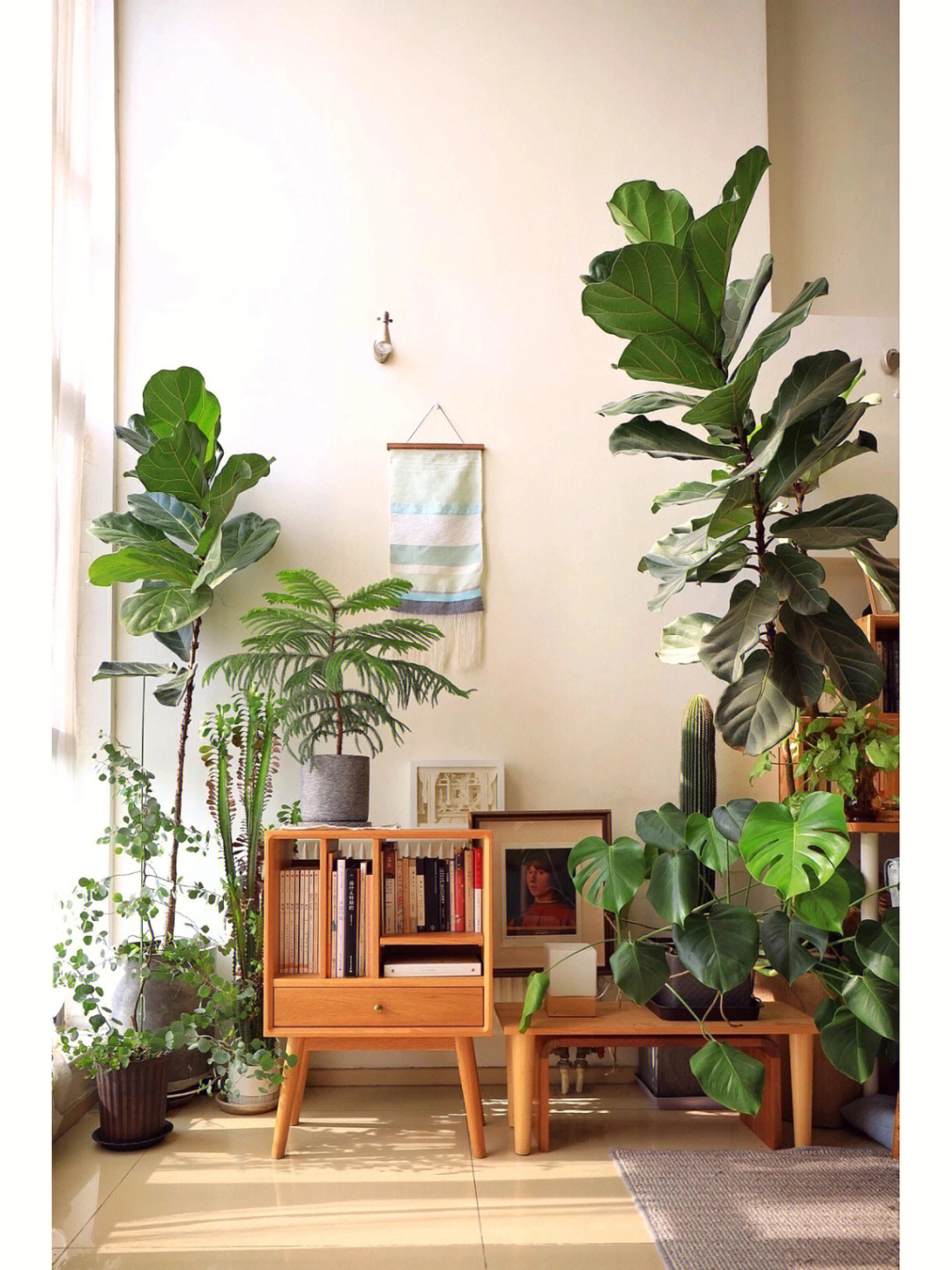 室内植物搭配与布景园艺种花室内景观