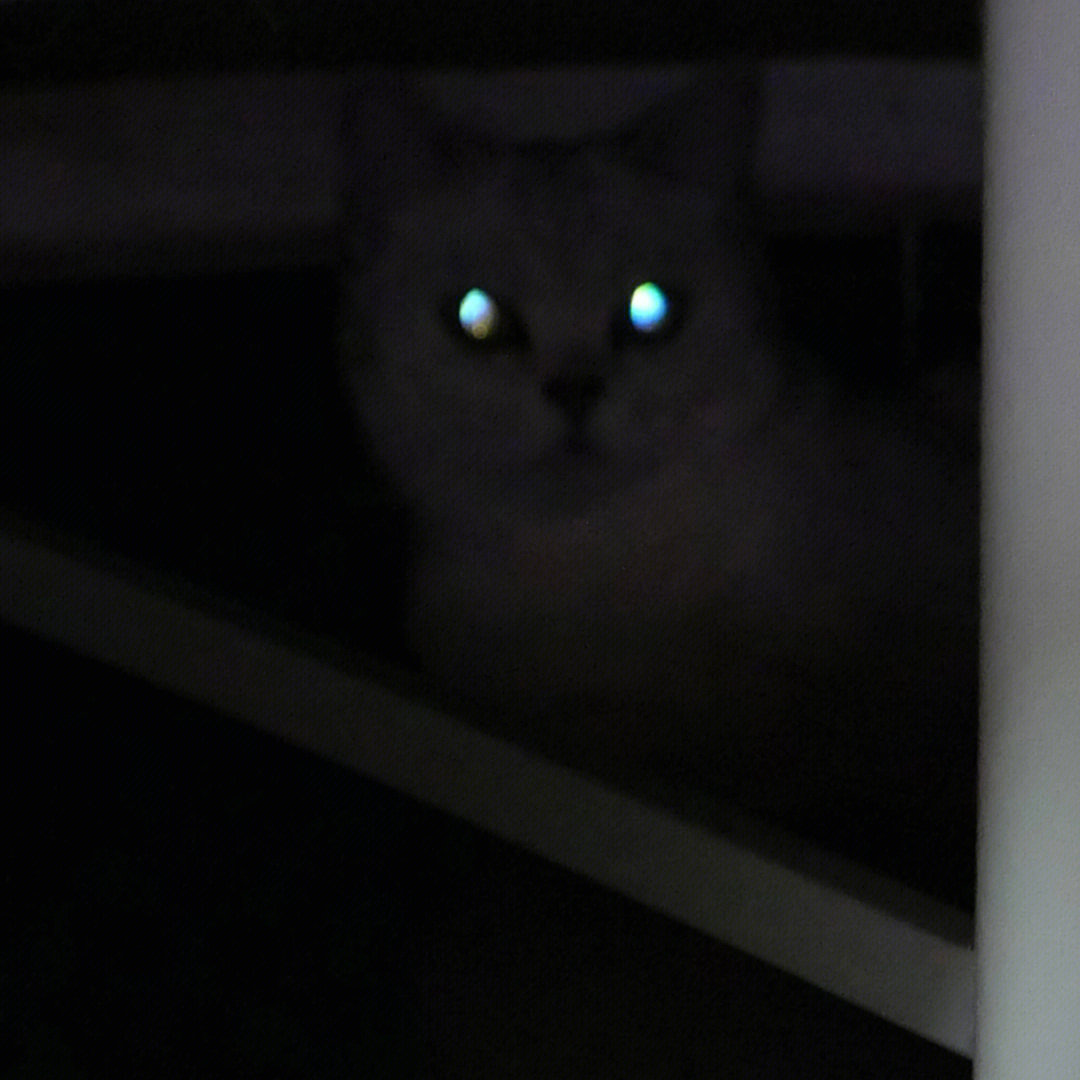 小猫咪的激光眼