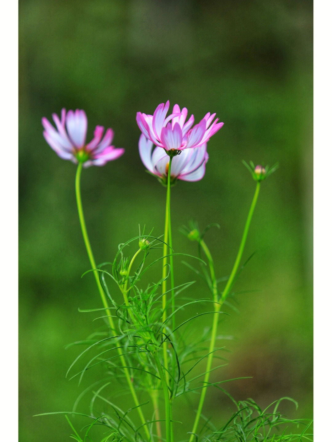 格桑花开