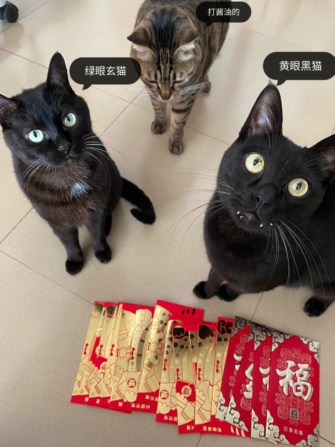 玄猫宝贝的眼睛是完全的碧绿色的,黑猫黄偏绿,但是一只偏黄一只更绿一