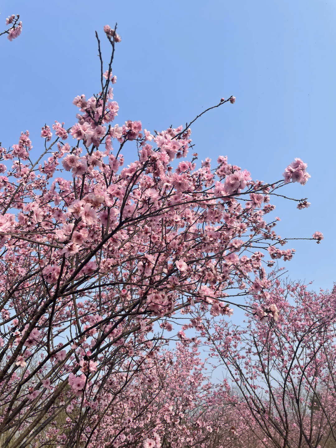 银海樱花语图片