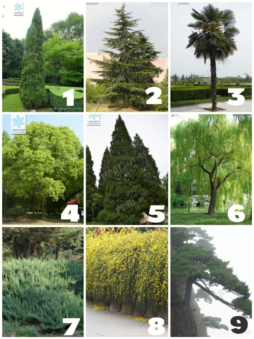 园林树木树形分类图片
