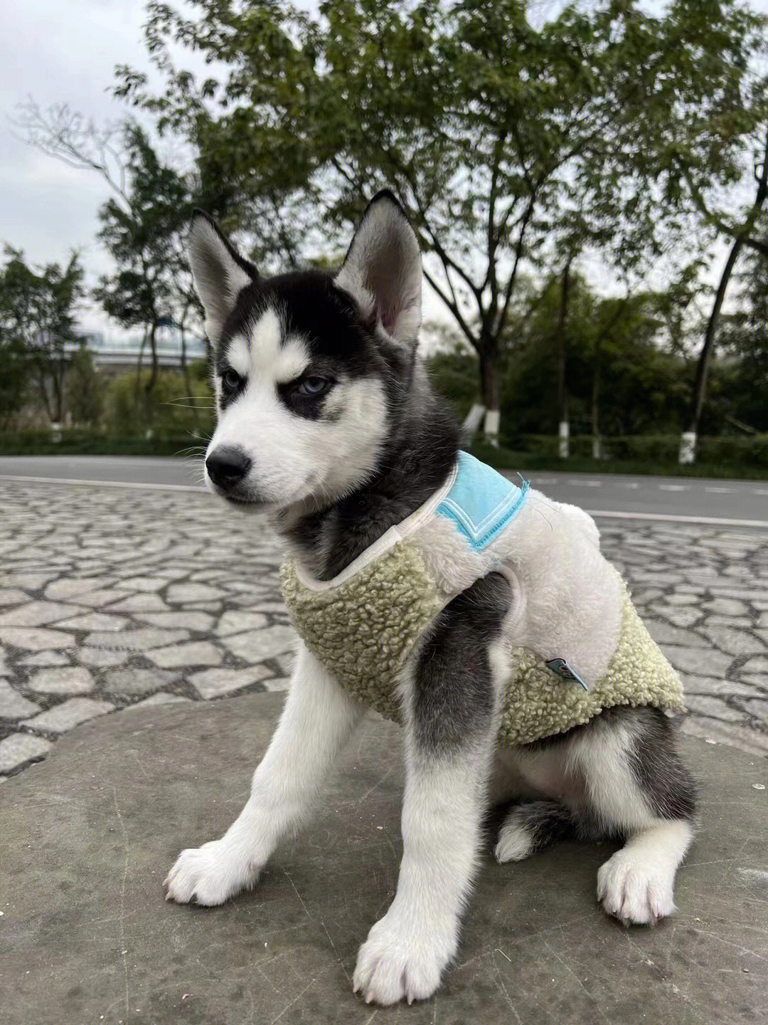 我的哈士奇男友电视猫图片