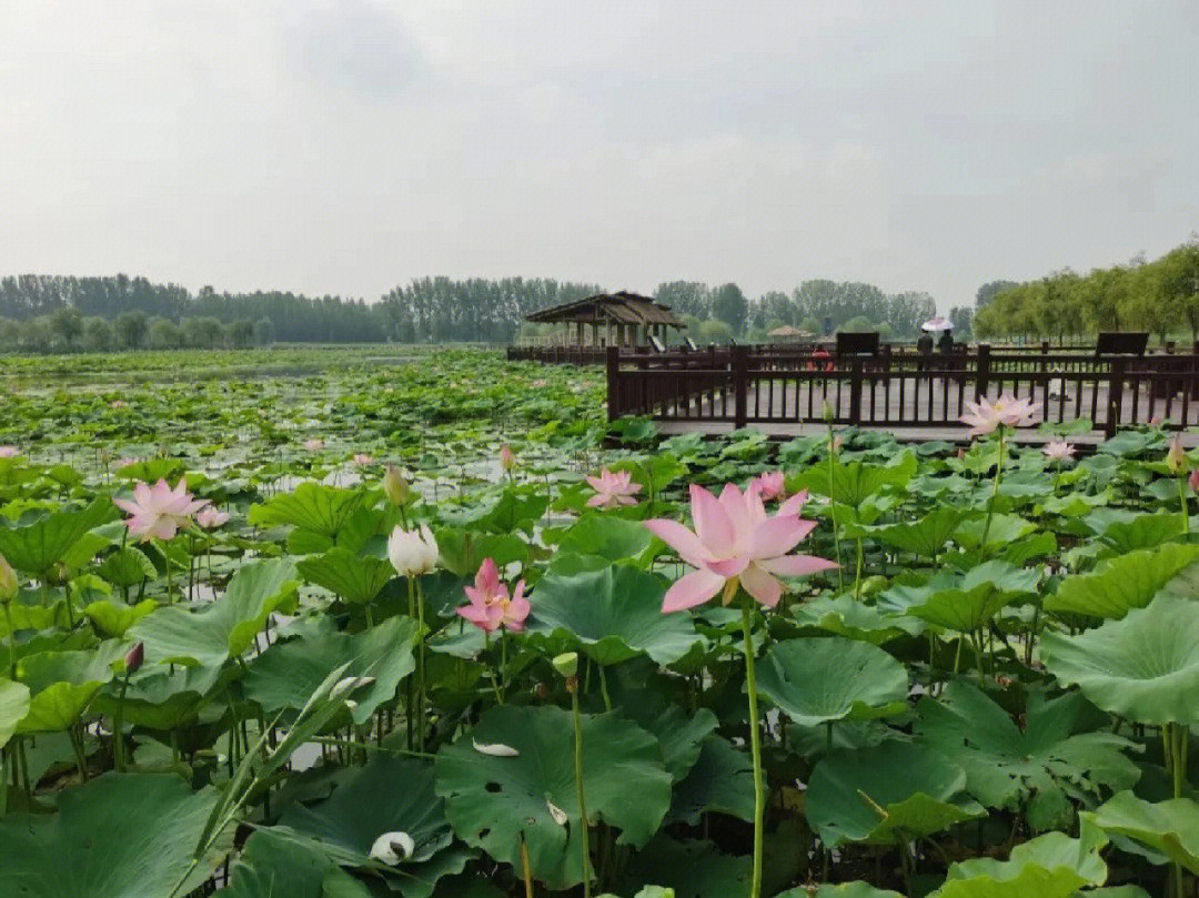 滨州十里荷塘图片