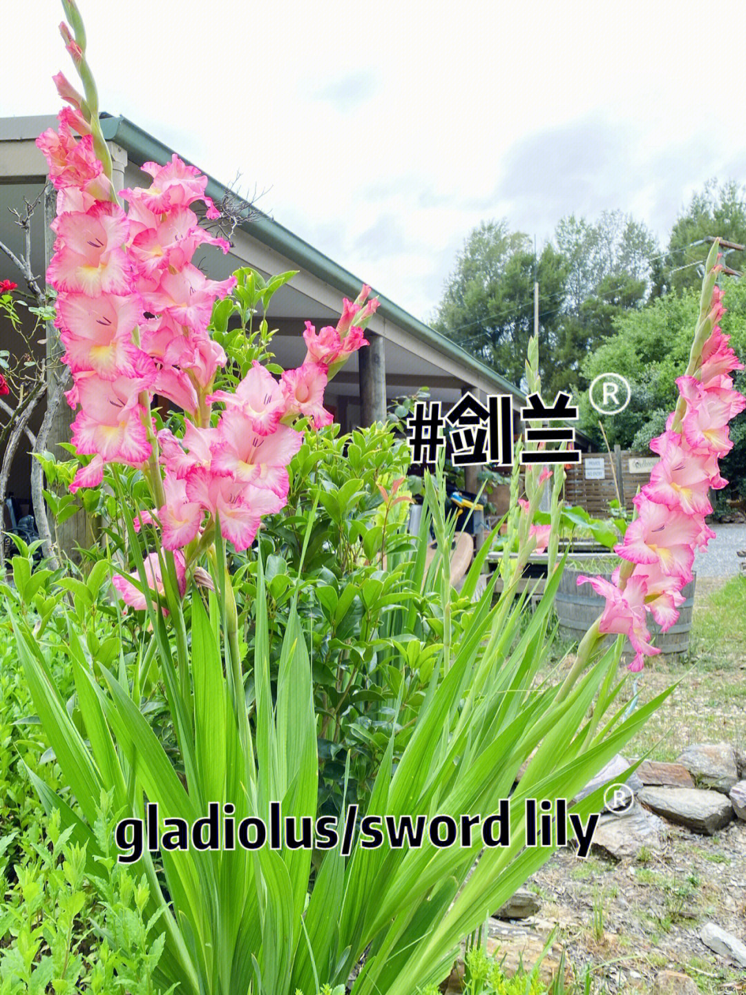 适合堪培拉种的花gladiolus剑兰花开