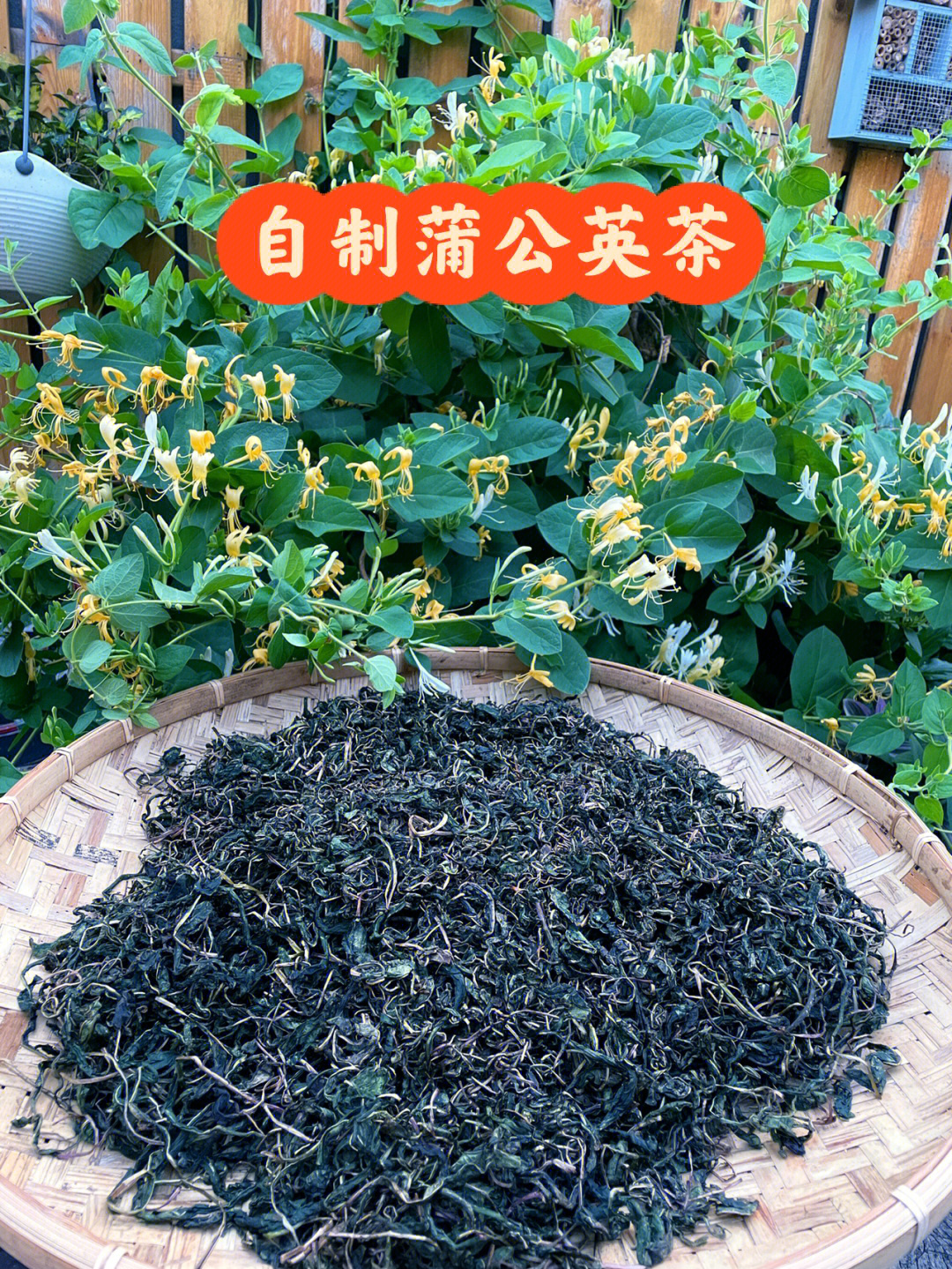 山居生活之自制蒲公英茶