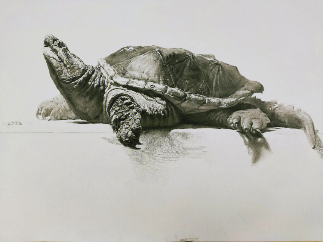 精微素描大鳄龟接近尾声