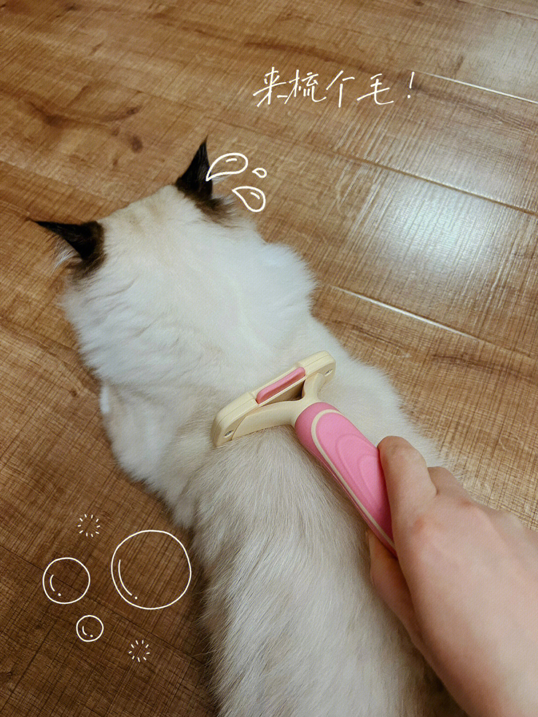 毛孩子掉毛季到了#我是一只掉毛怪#猫咪掉毛#萌宠搞笑视频