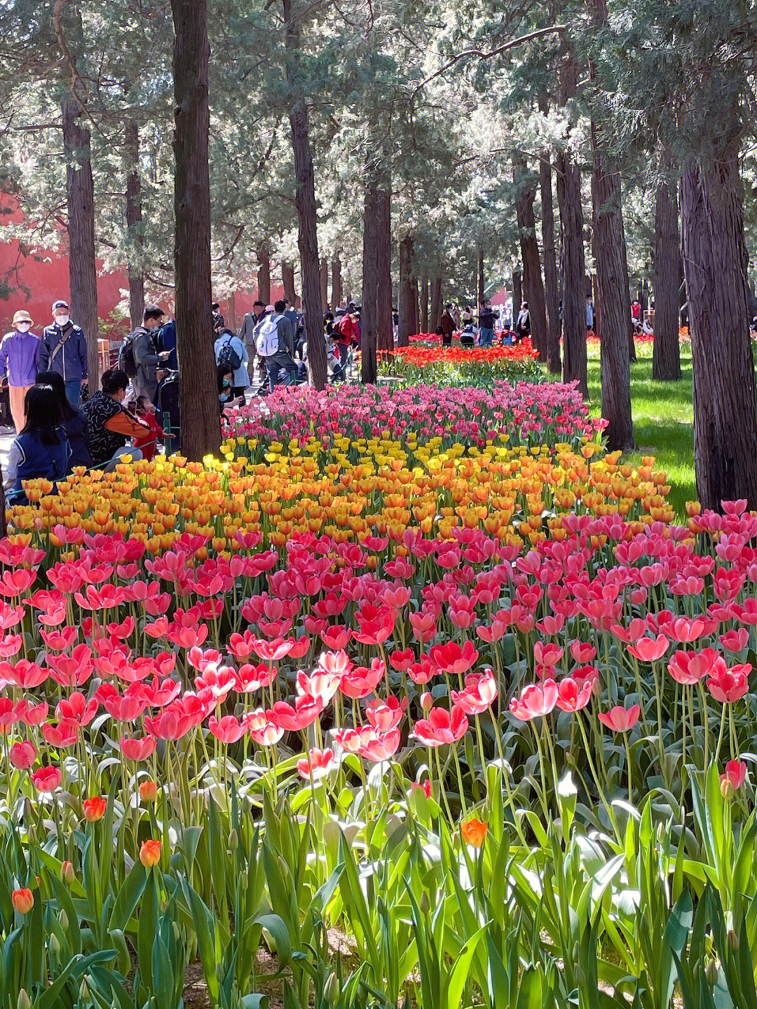 广东省中山市市花图片