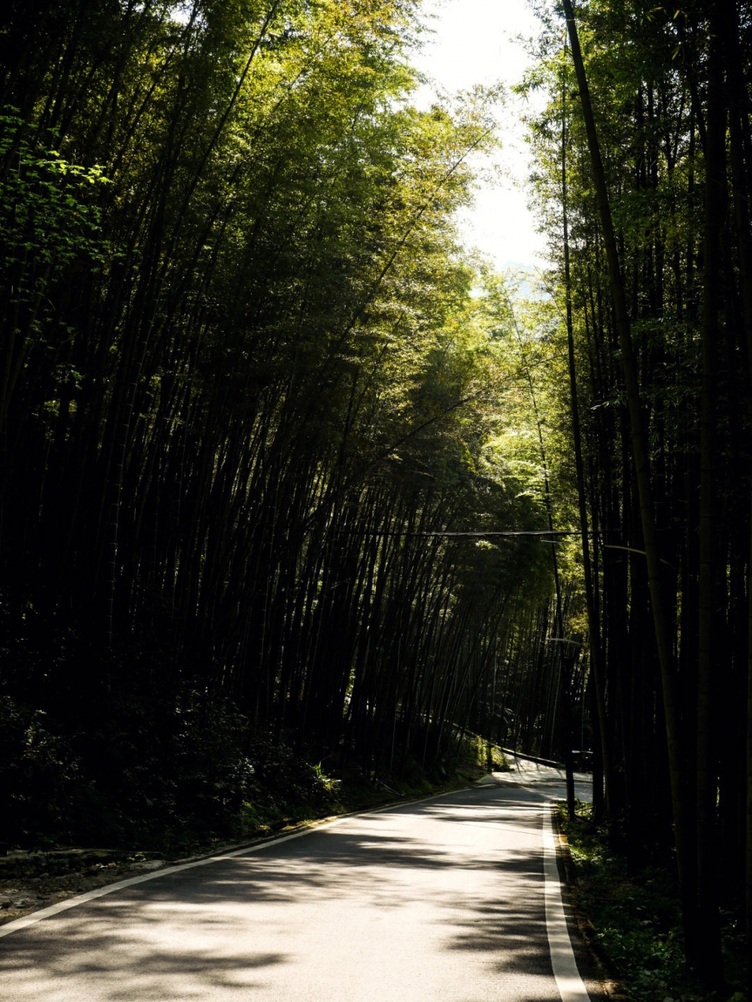 十面埋伏茶山竹海图片