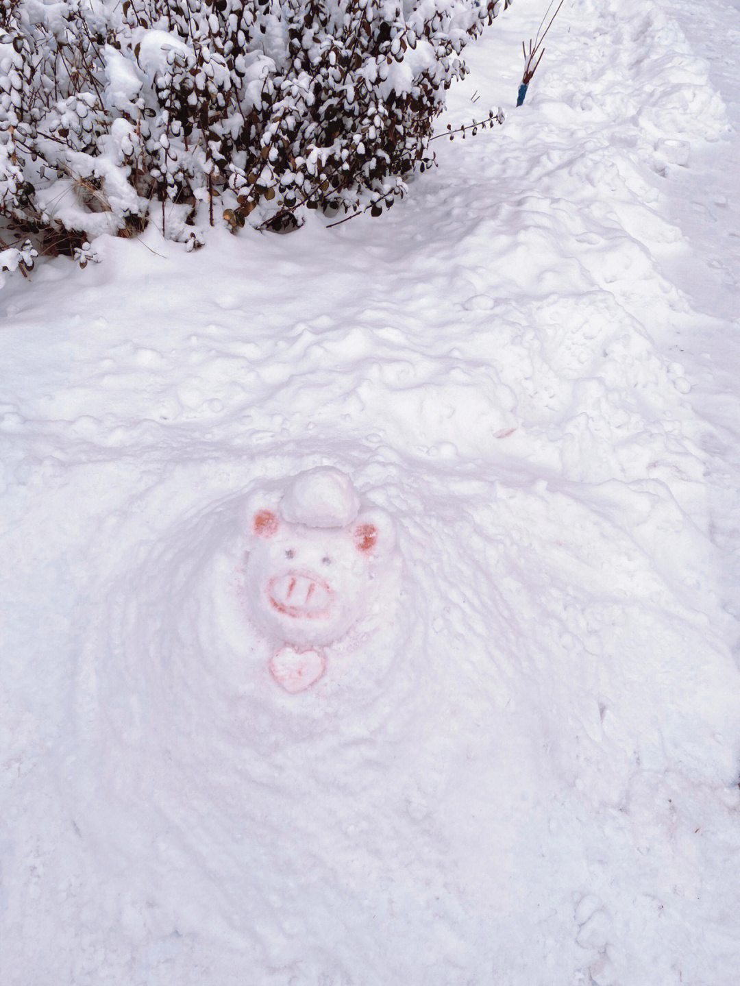 简单堆雪猪图片大全图片