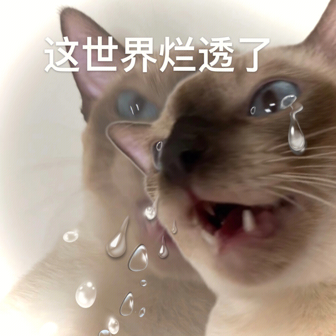 猫咪扯衣角撒娇表情包图片