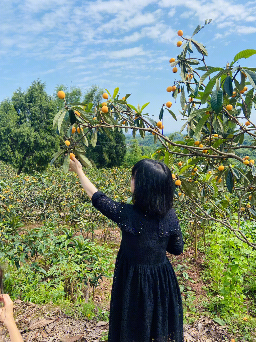 合川古楼枇杷节图片