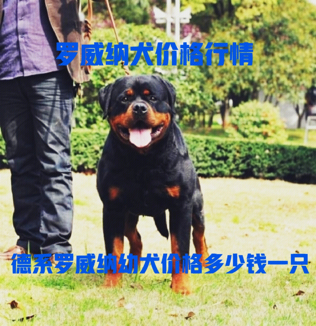 影响罗威纳犬价格的最大因素就是血统,所以如果说有一只罗威纳幼犬的