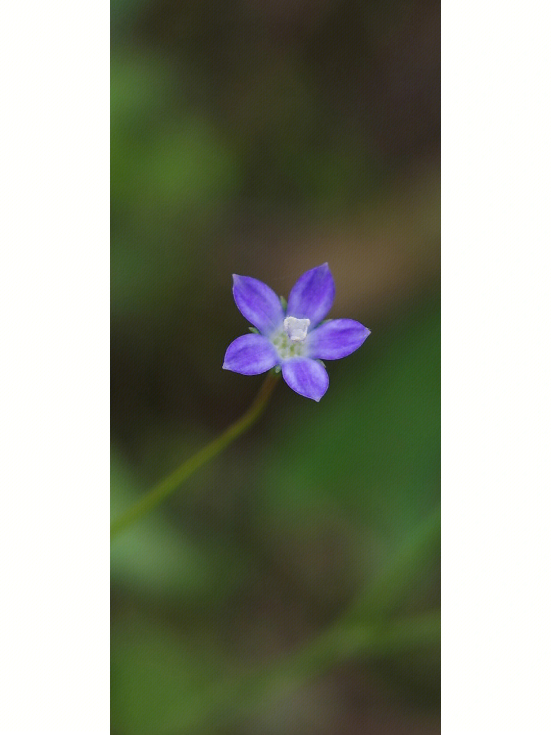 蓝花参茕茕孑立的美