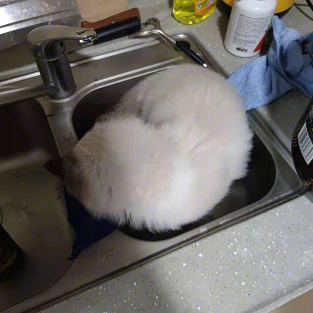 水煮活猫图片