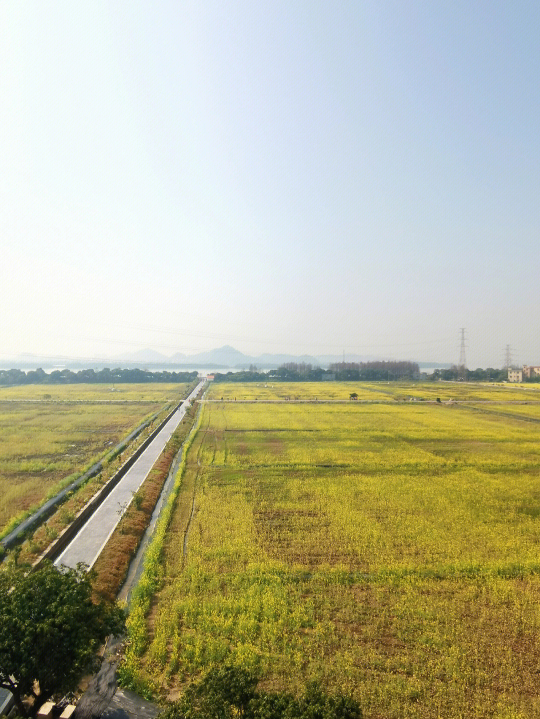 黄埔大吉沙岛油菜花图片