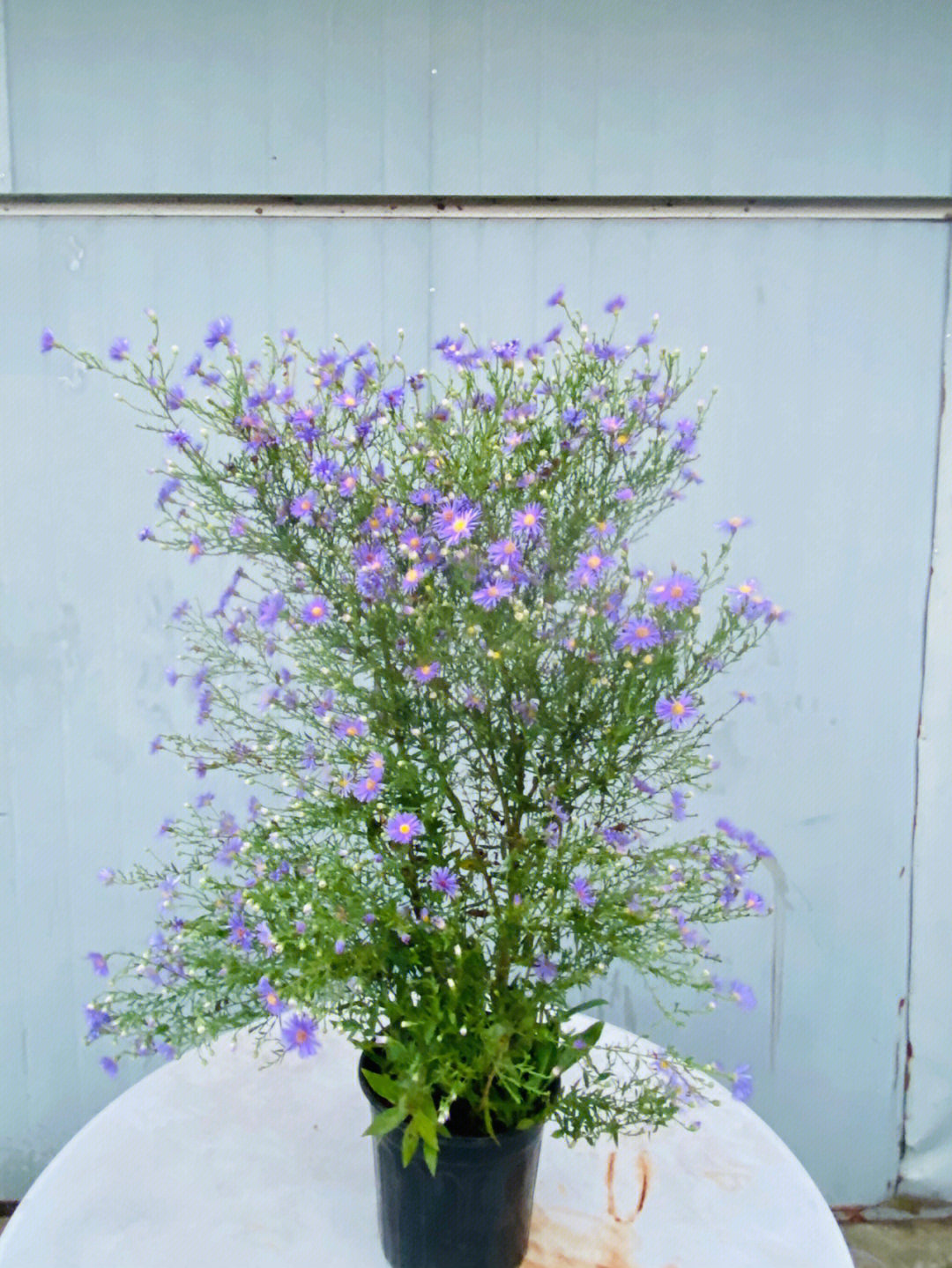 捕捉美丽的瞬间蓝花紫菀今年第一盆爆花