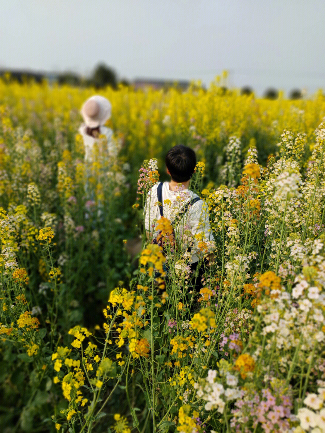 西高油菜花图图片