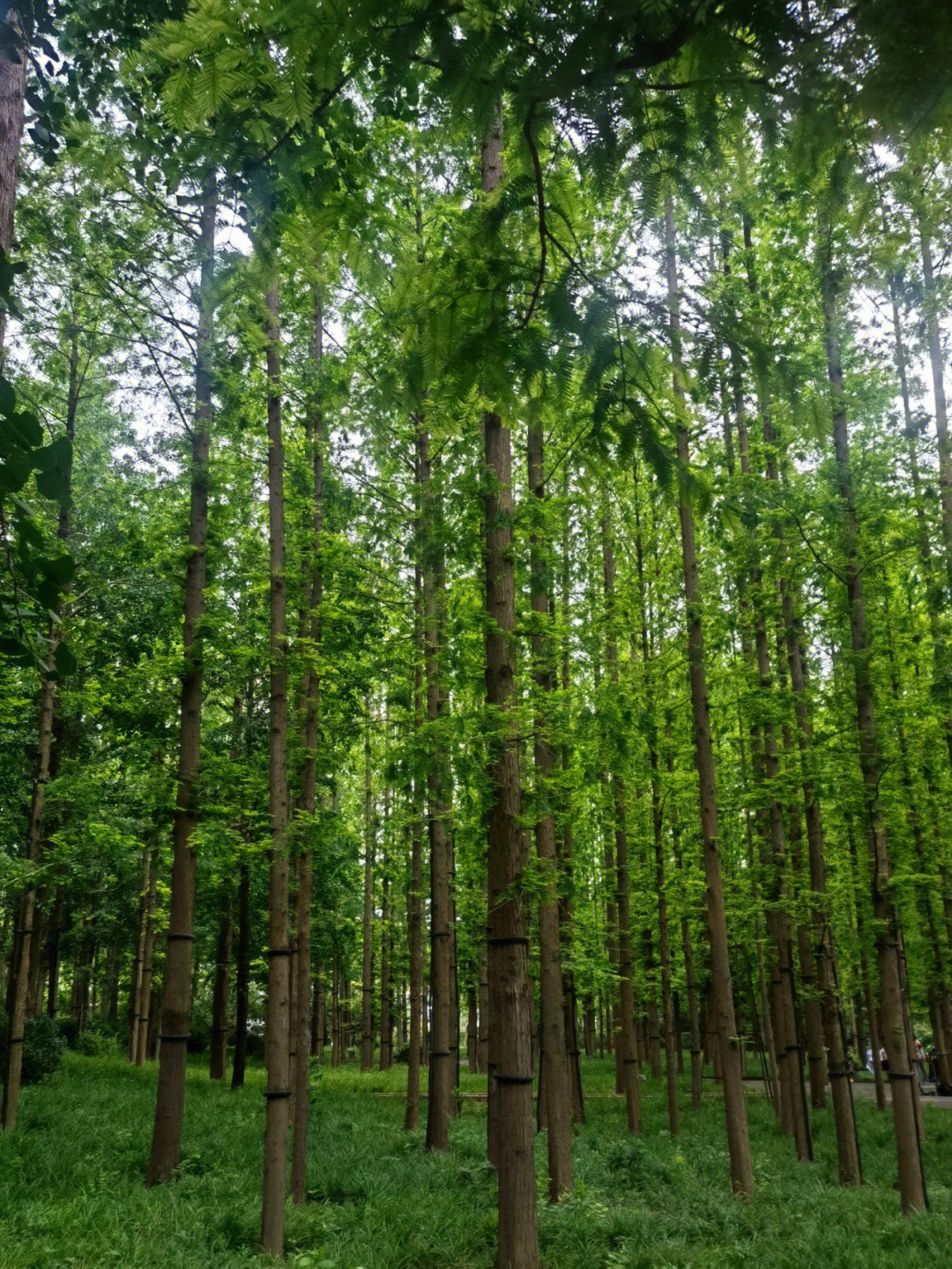 深呼吸来淳化图片