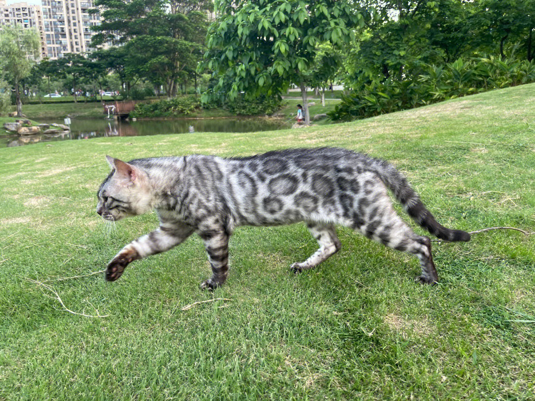 专打豹猫师傅狗鼻子图片